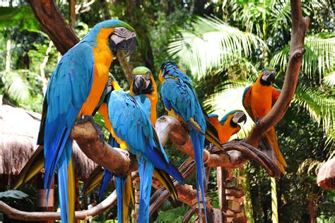 Parque das Aves: Ett Tropiskt Paradis för Fogelälskare i Foz do Iguaçu!